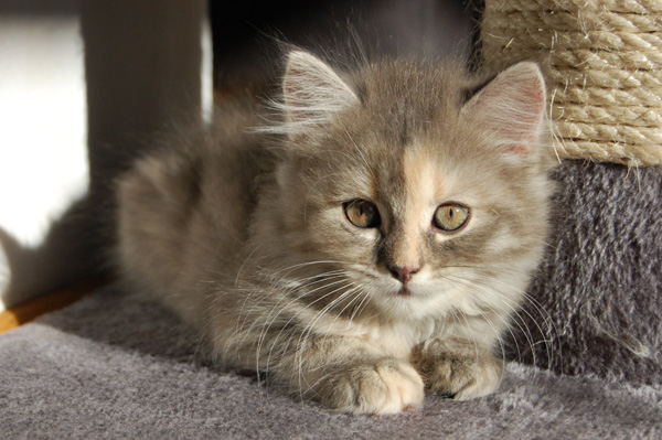 Ornella-11 Wochen.jpg